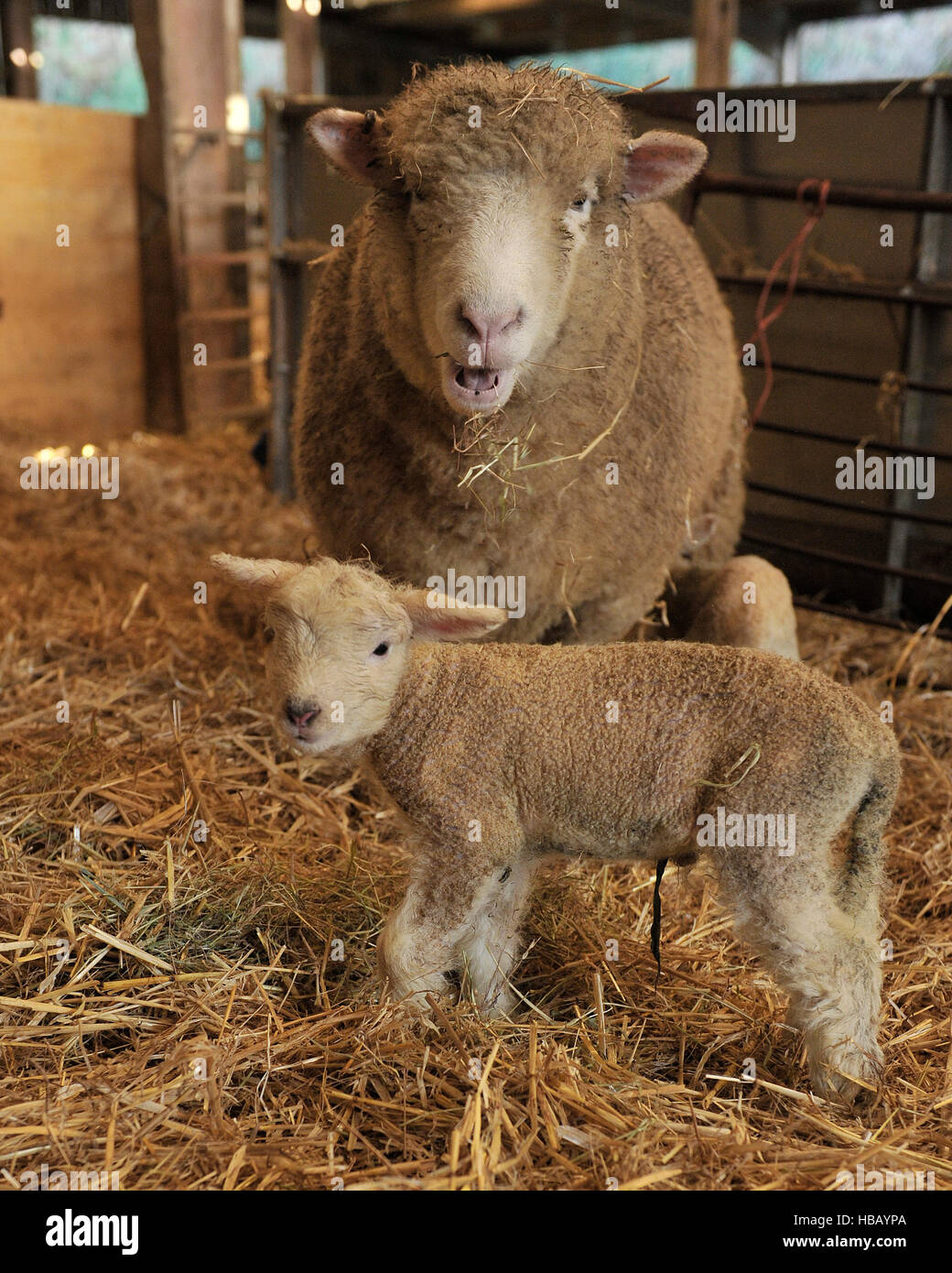 Dorset Ewe und Neugeborenes Lamm-Umfrage Stockfoto