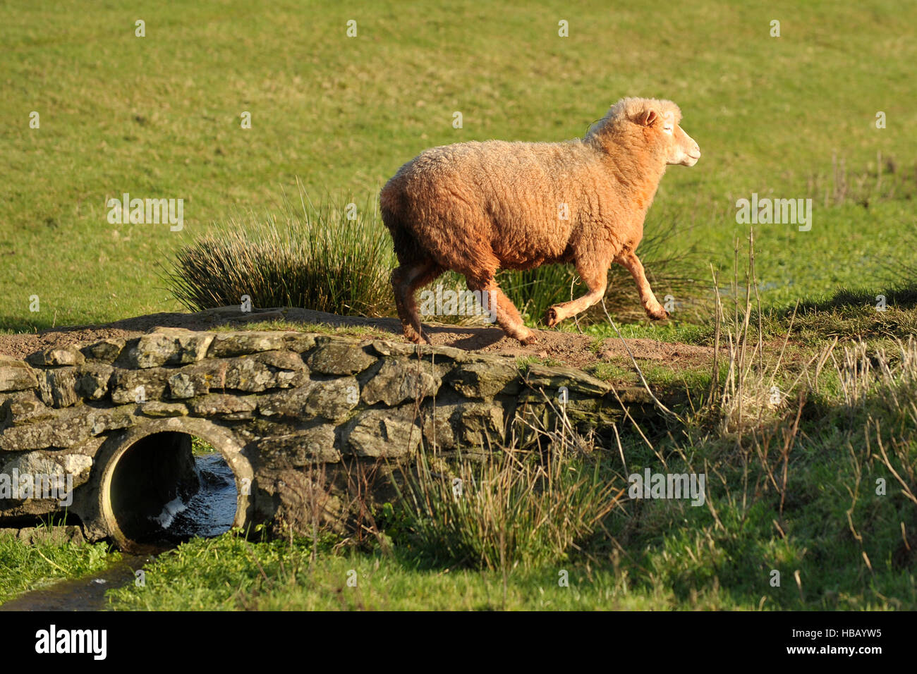 Dorset Ewe-Umfrage Stockfoto