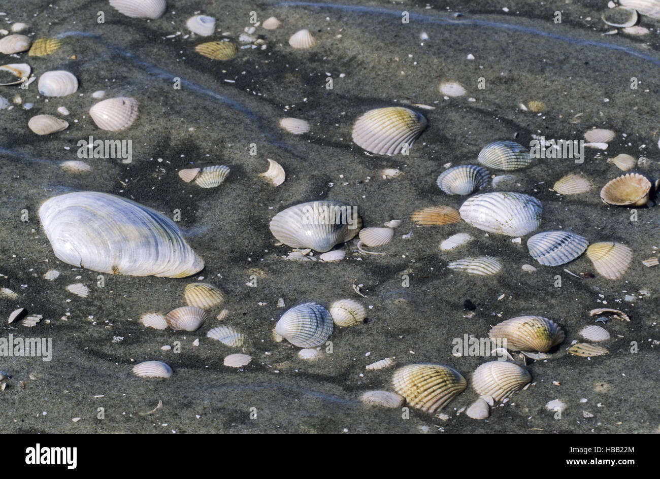 Muscheln im Wattenmeer / St. Peter Ording Stockfoto