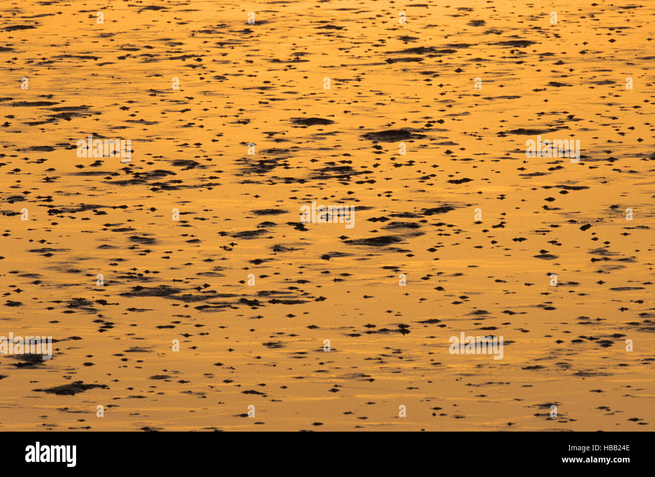 Schlag-Lug wirft im Wattenmeer Stockfoto