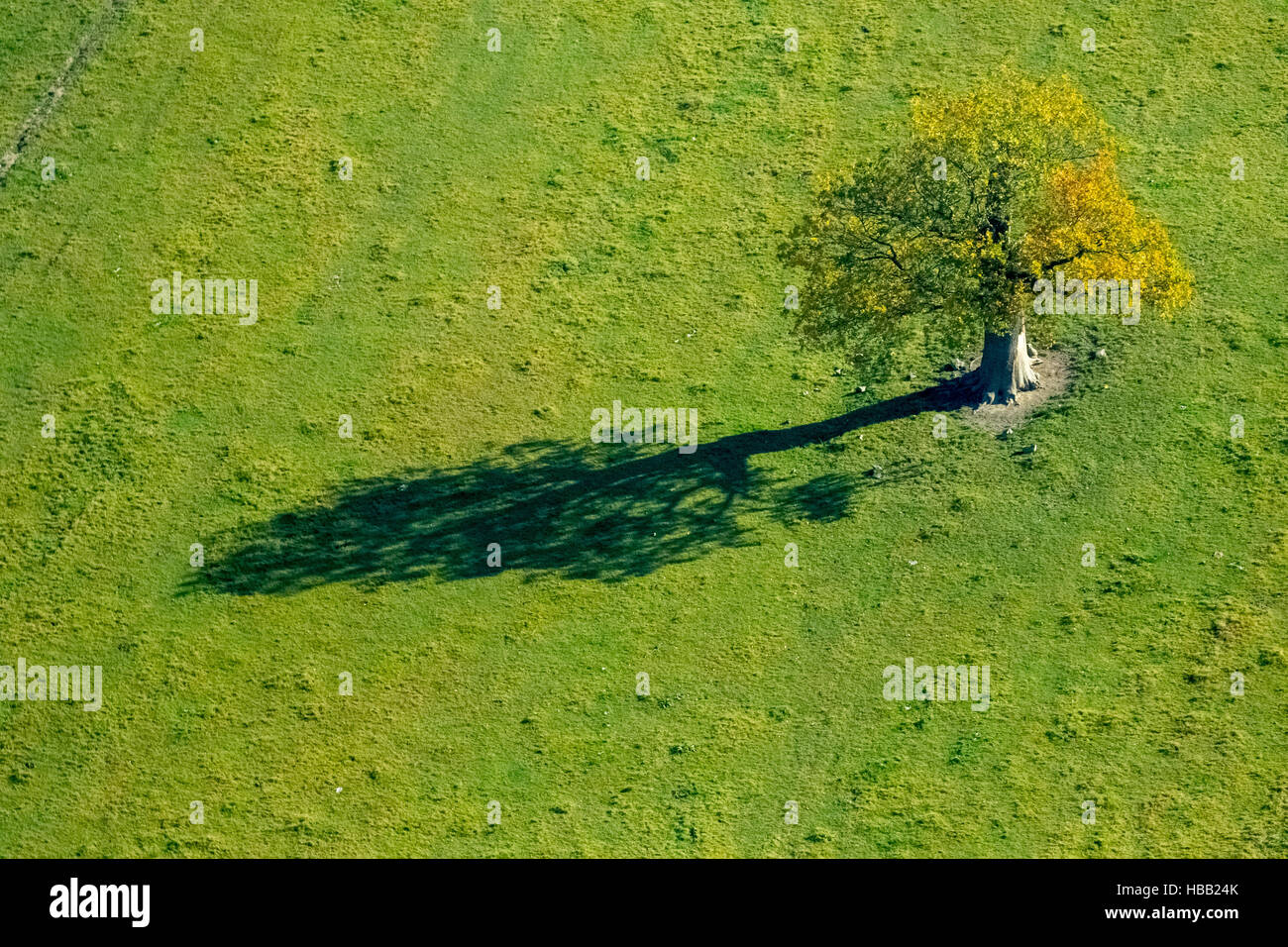 Luftaufnahme, Laubbaum im Herbst auf einer Wiese und lange Schtten, Stockhausen, Kreis Meschede, Meschede, Sauerland, Stockfoto