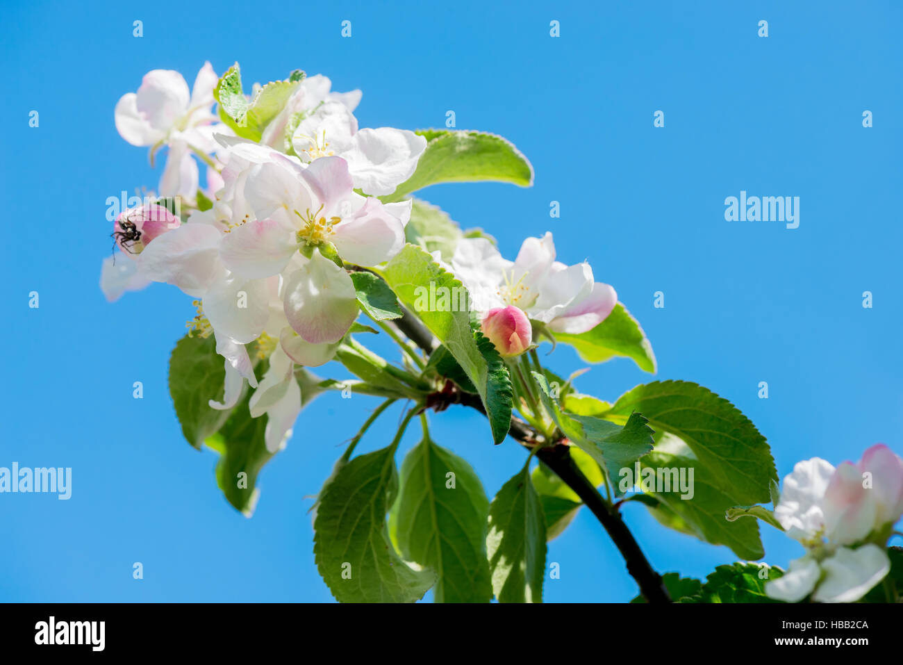 Apfel Baum Blüte, Makro Stockfoto