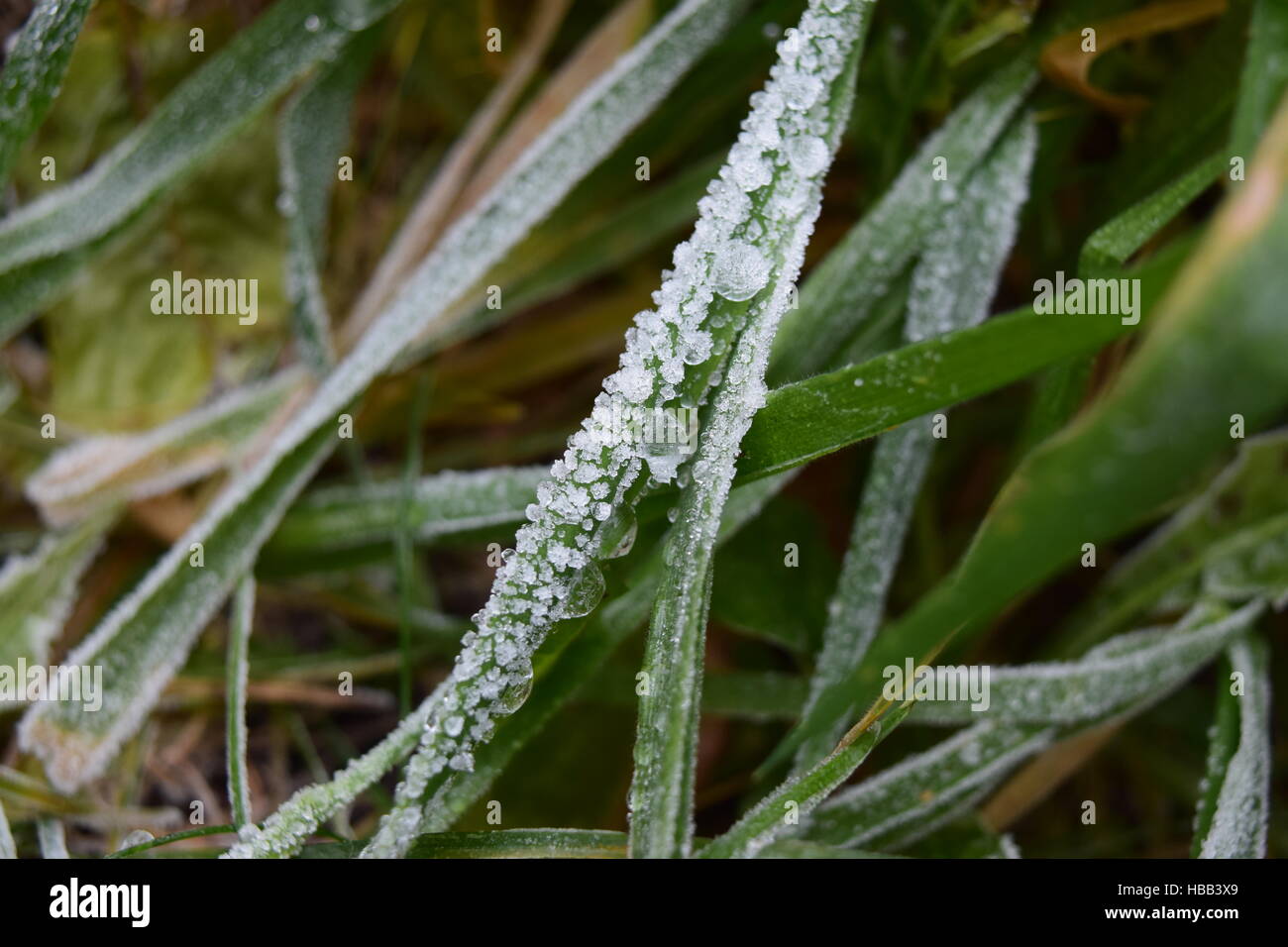 Kalter Hauch Stockfoto