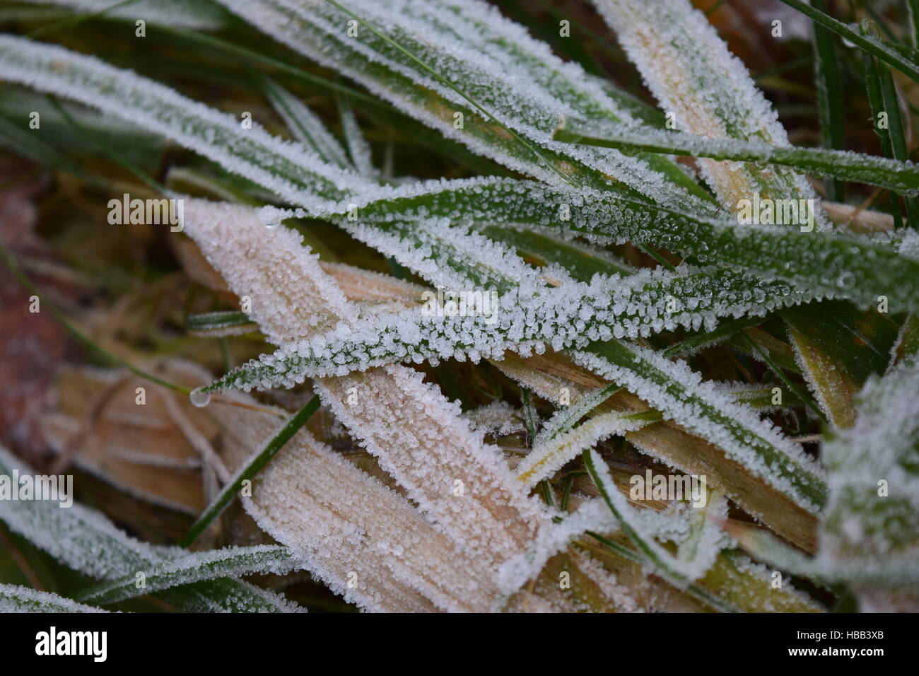 Gefrorene touch Stockfoto