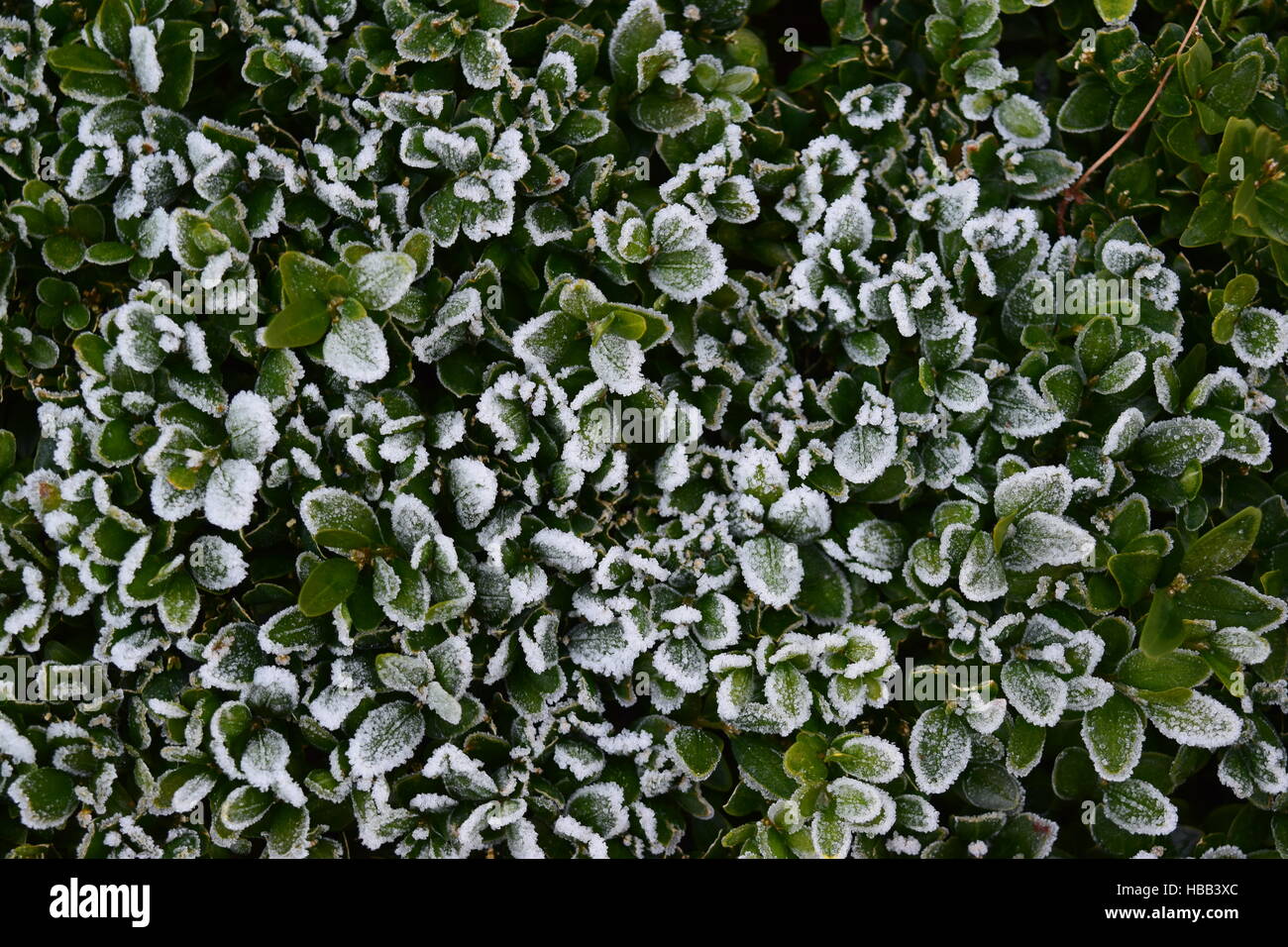Kalter Morgen Stockfoto