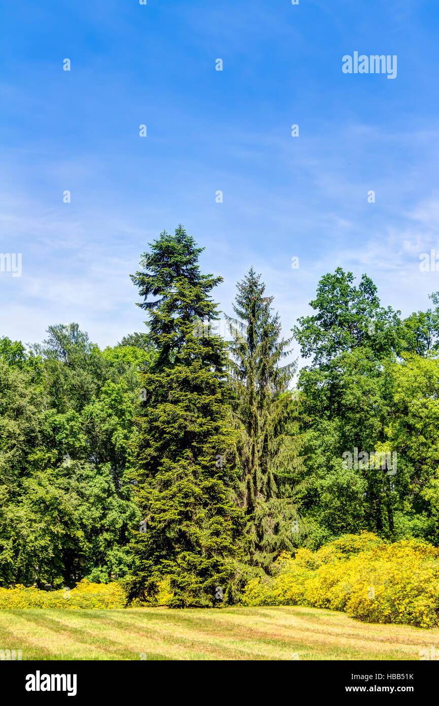 Azaleen und Rhododendronpark Kromlau Stockfotografie Alamy