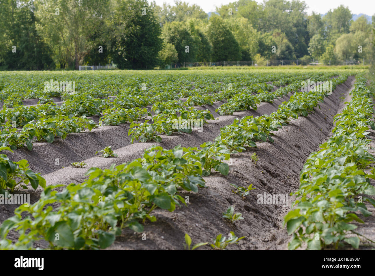 grosse Gemüse Plantage mit Kartoffeln Stockfoto