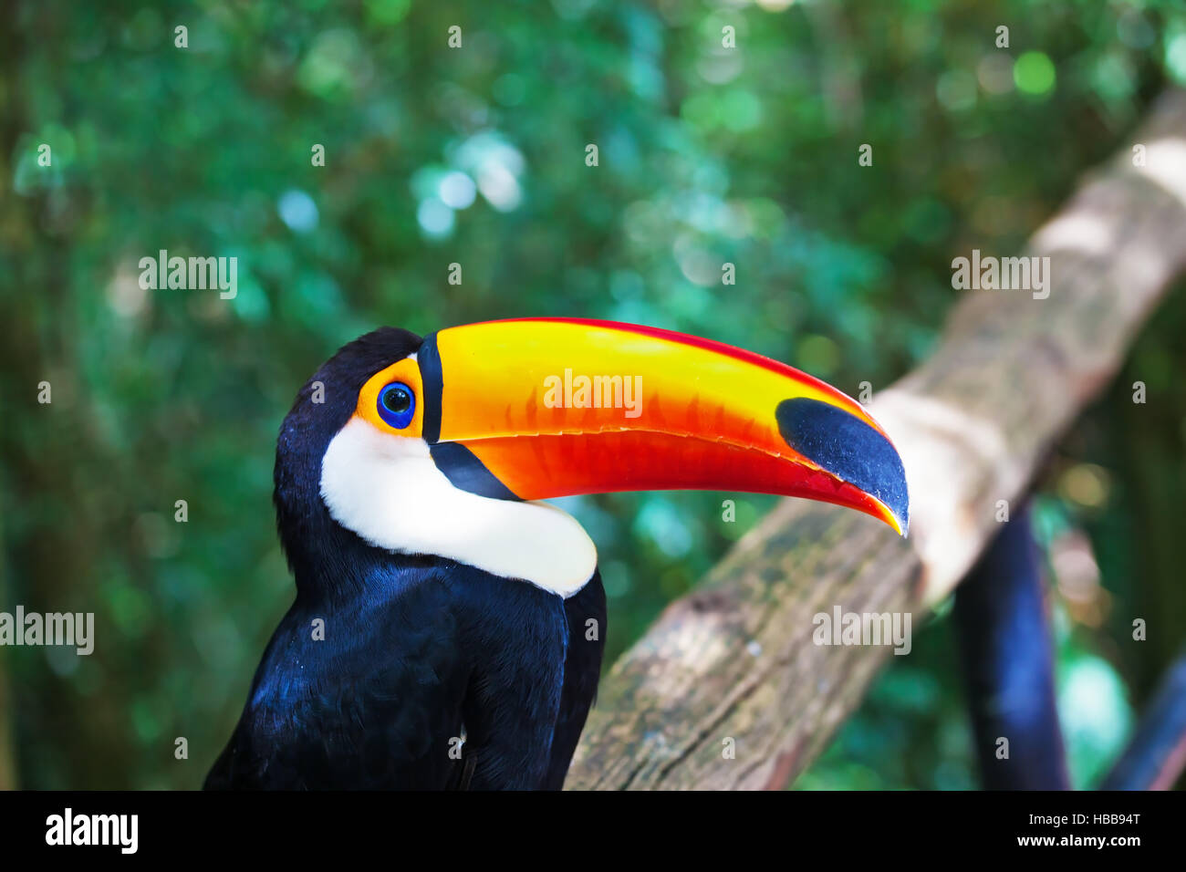 Großer Vogel mit großen gelben Schnabel Stockfoto