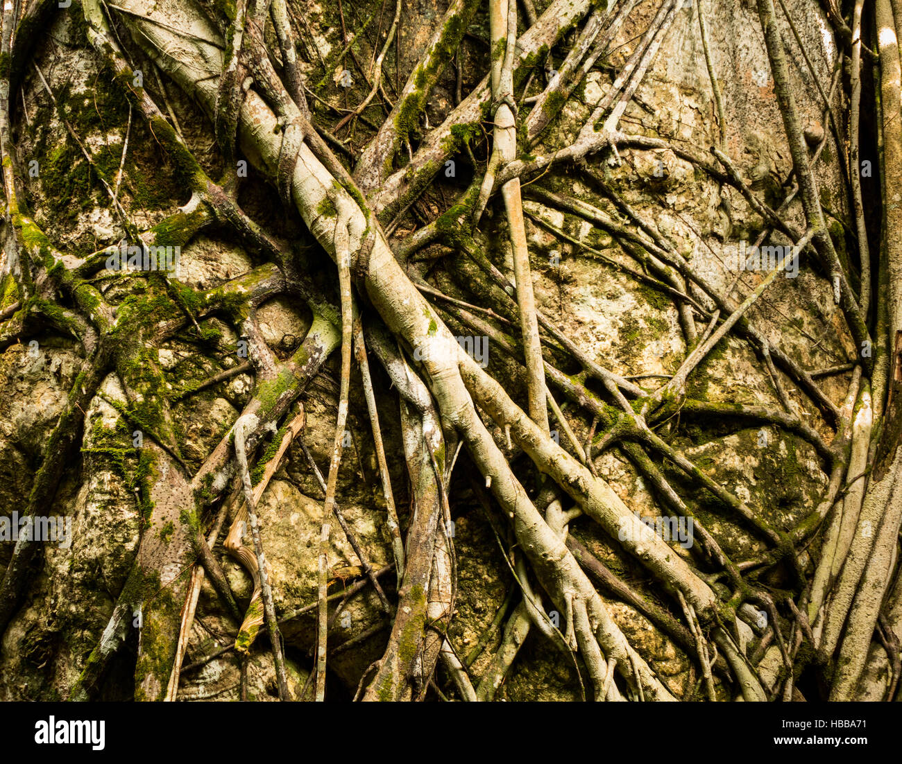 Detailansicht der Wurzeln der Ceiba Baum Stockfoto