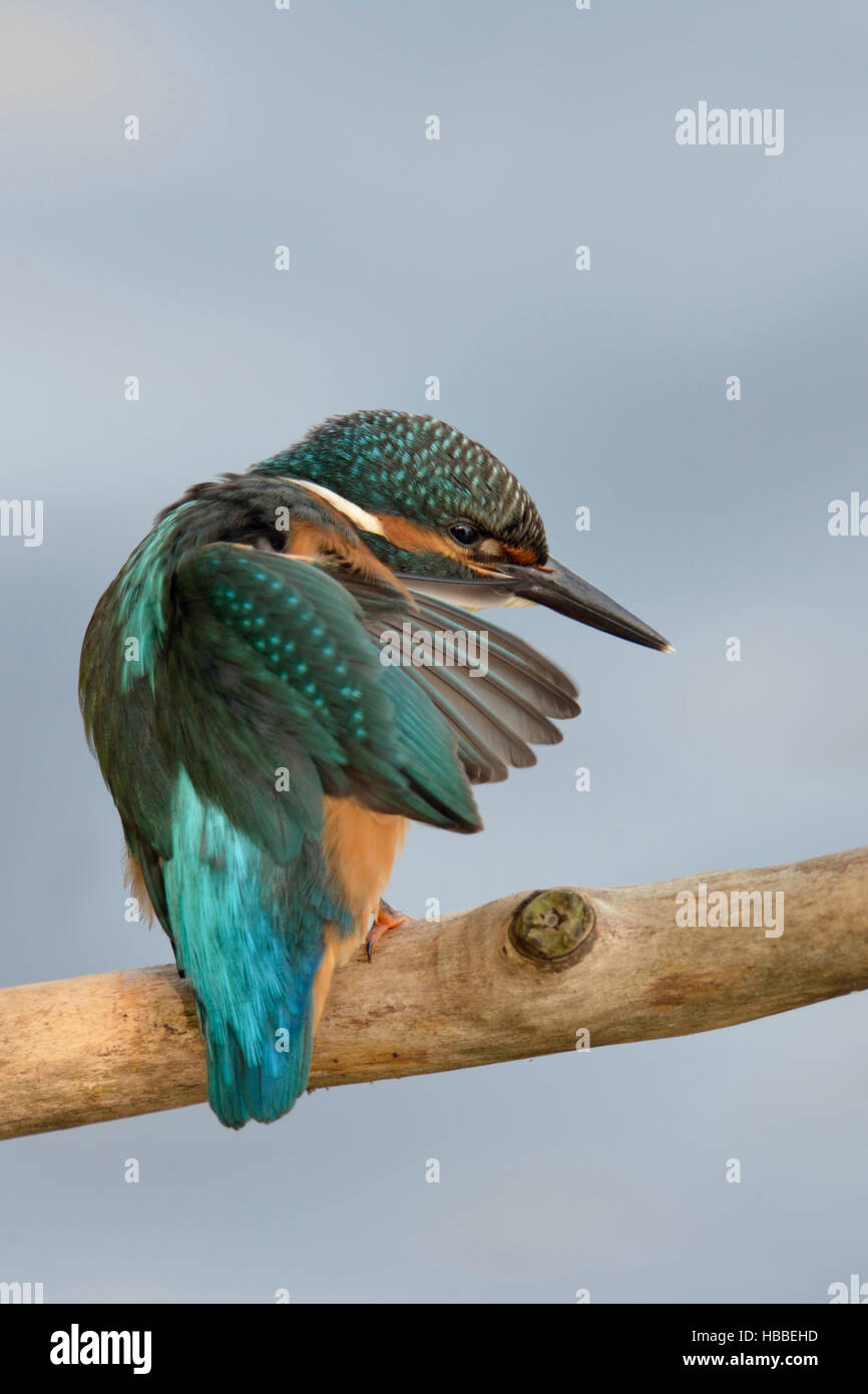 Eisvogel / Eisvogel (Alcedo Atthis), thront auf einem Ast, Rückseite Blick, Reinigung, seine Federn, Gefieder, weichen Hintergrund. Stockfoto