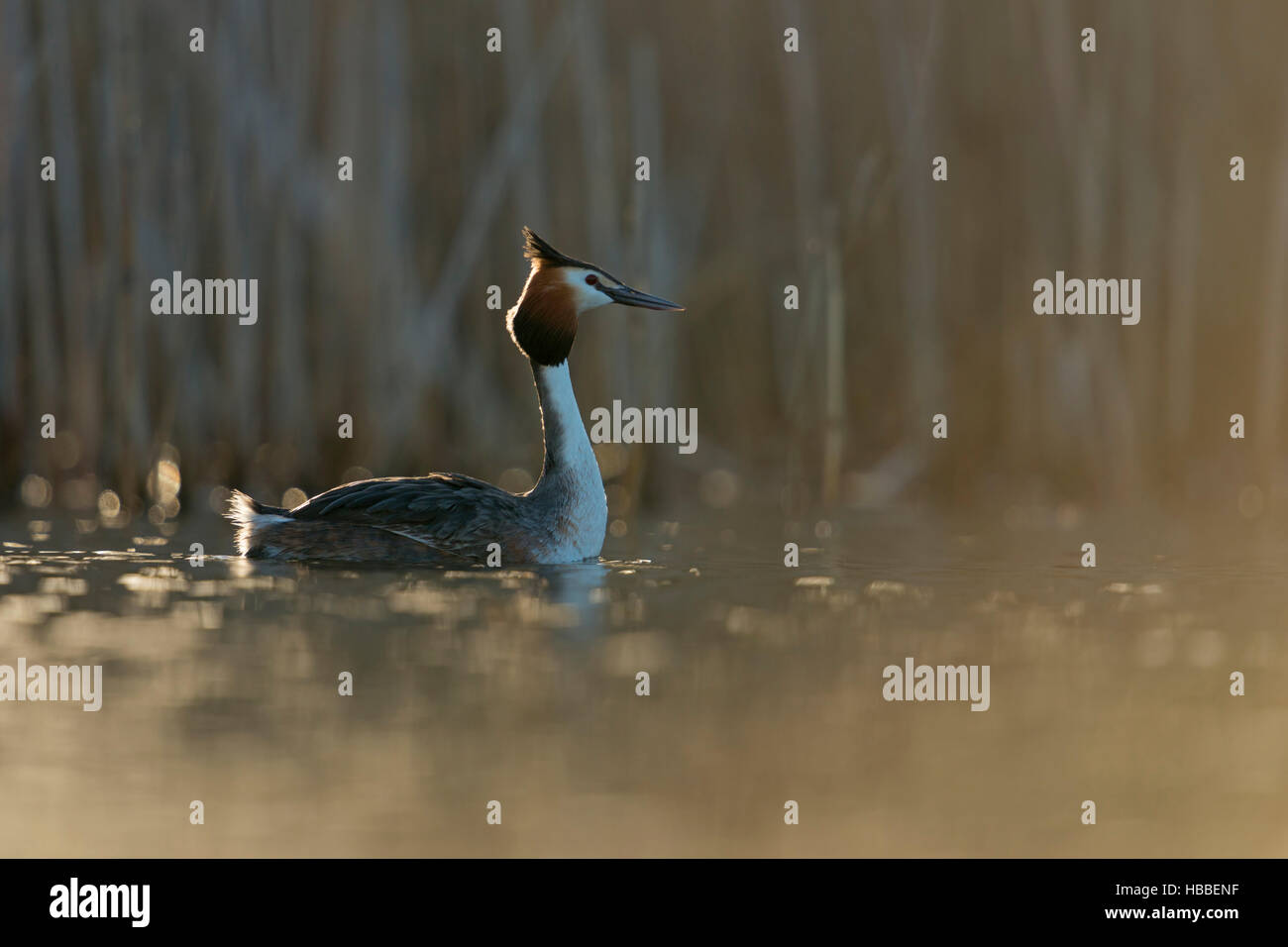 Haubentaucher / Haubentaucher (Podiceps Cristatus) Dehnen der Hals und Kopf, Schwimmen im ersten Morgenlicht, natürlichen Umgebung. Stockfoto