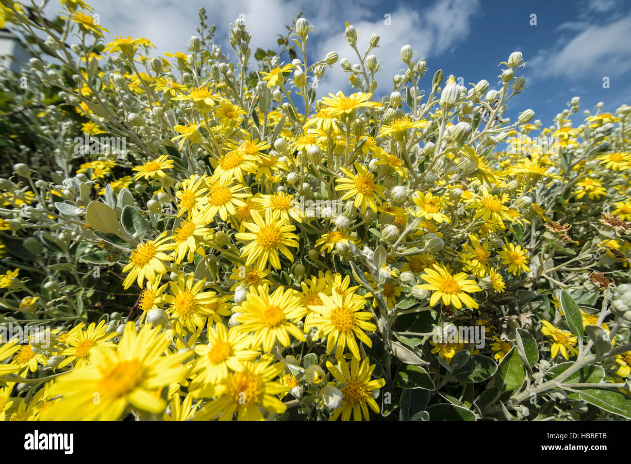 Daisy Bush Senecio Greyi oder Brachyglottis Greyi Sonnenschein ein südafrikanischer Pflanzen wachsen auf Anglesey North Wales Stockfoto