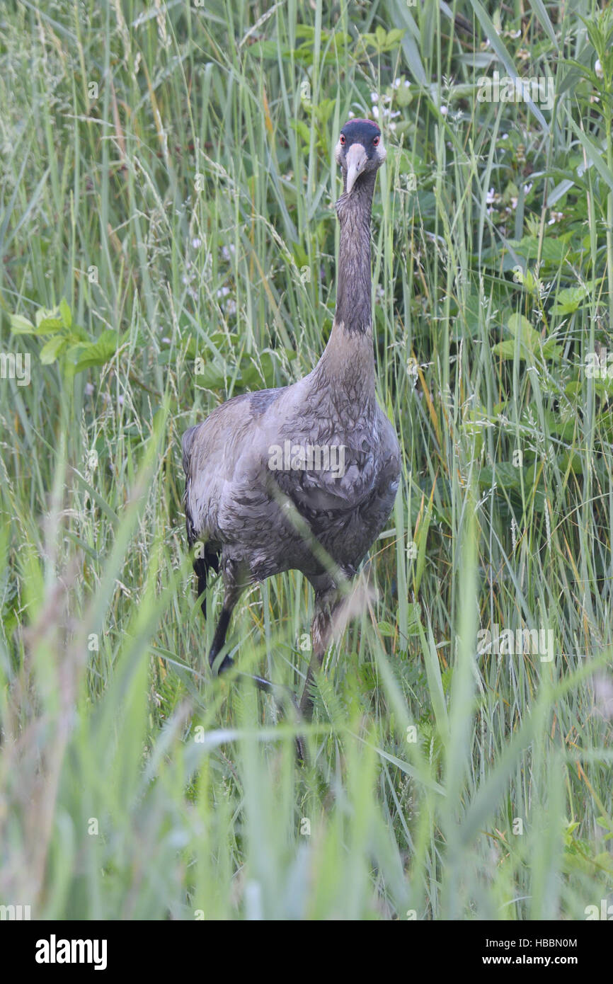 Kranich Stockfoto