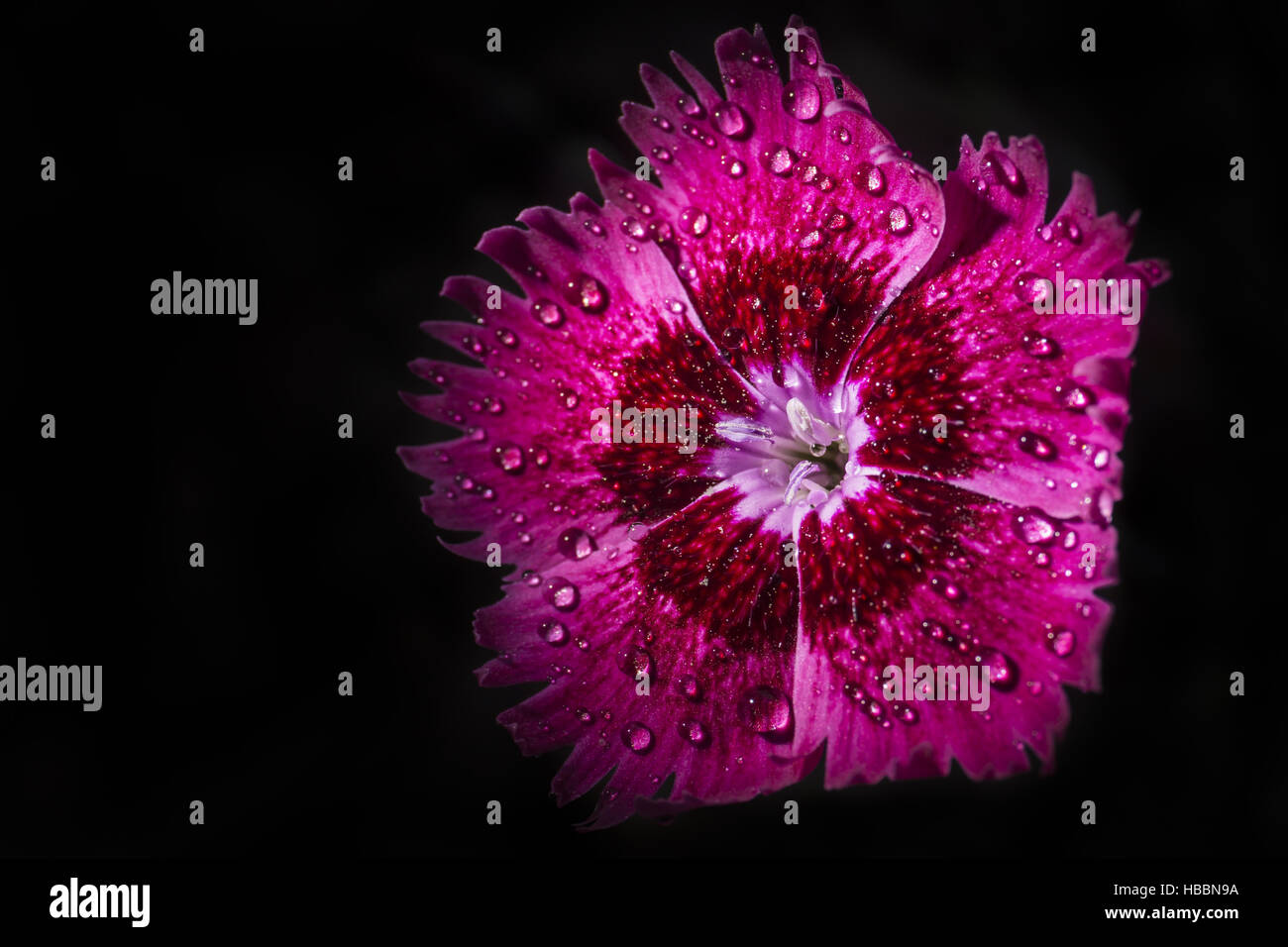 eine Blüte nach dem Regen Stockfoto