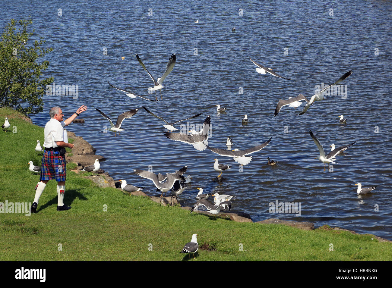 Edinburgh, füttern von Möwen in einem kilt Stockfoto