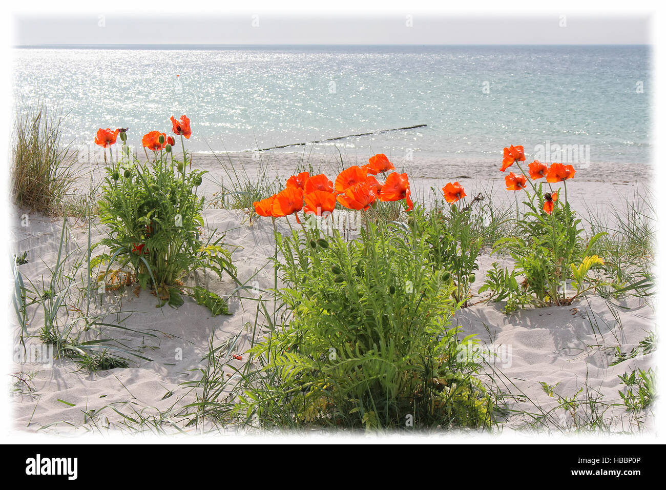 Mohn - Blumen Stockfoto