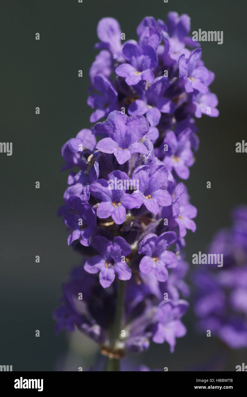 Lavandula Officinalis, Lavendel Stockfoto