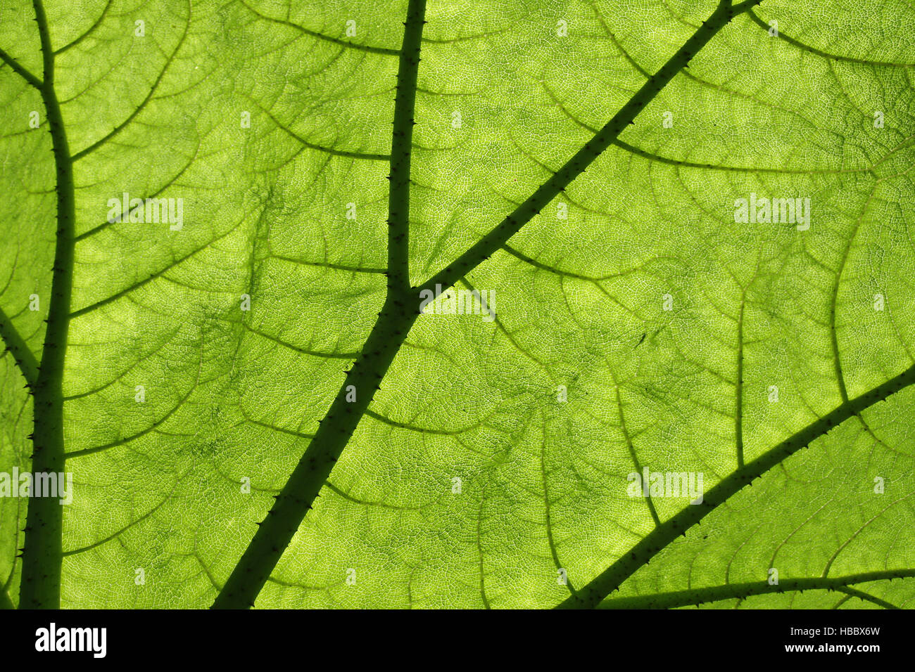 Hinterleuchtete Riesen Gunnera Pflanzenblattes Stockfoto