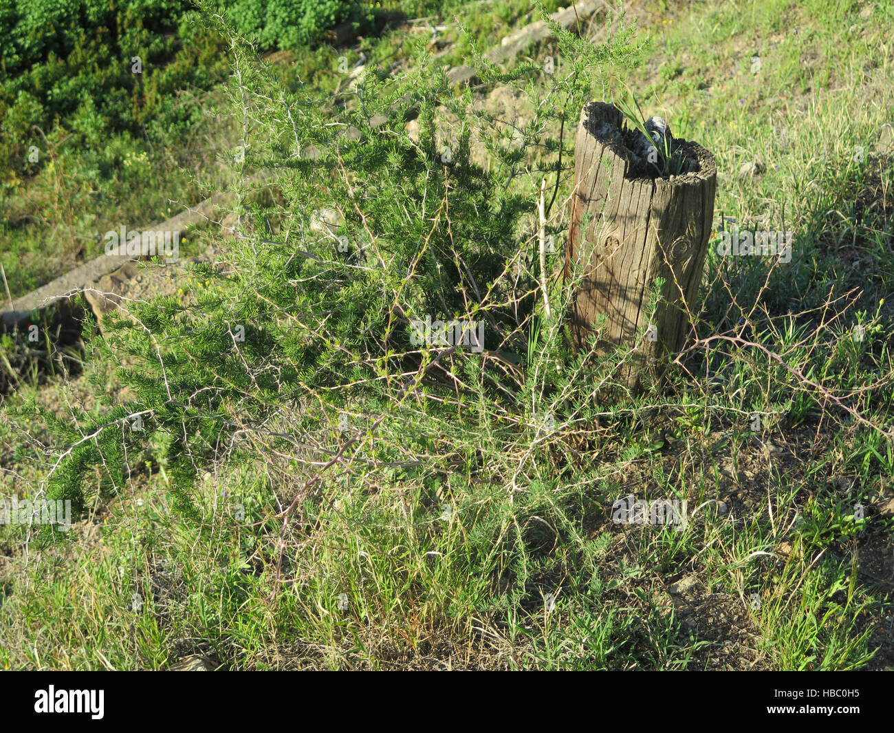 Wilder Spargel Pflanze wächst auf ländlichen Weg in der Nähe von Alora  Andalusien Stockfotografie - Alamy