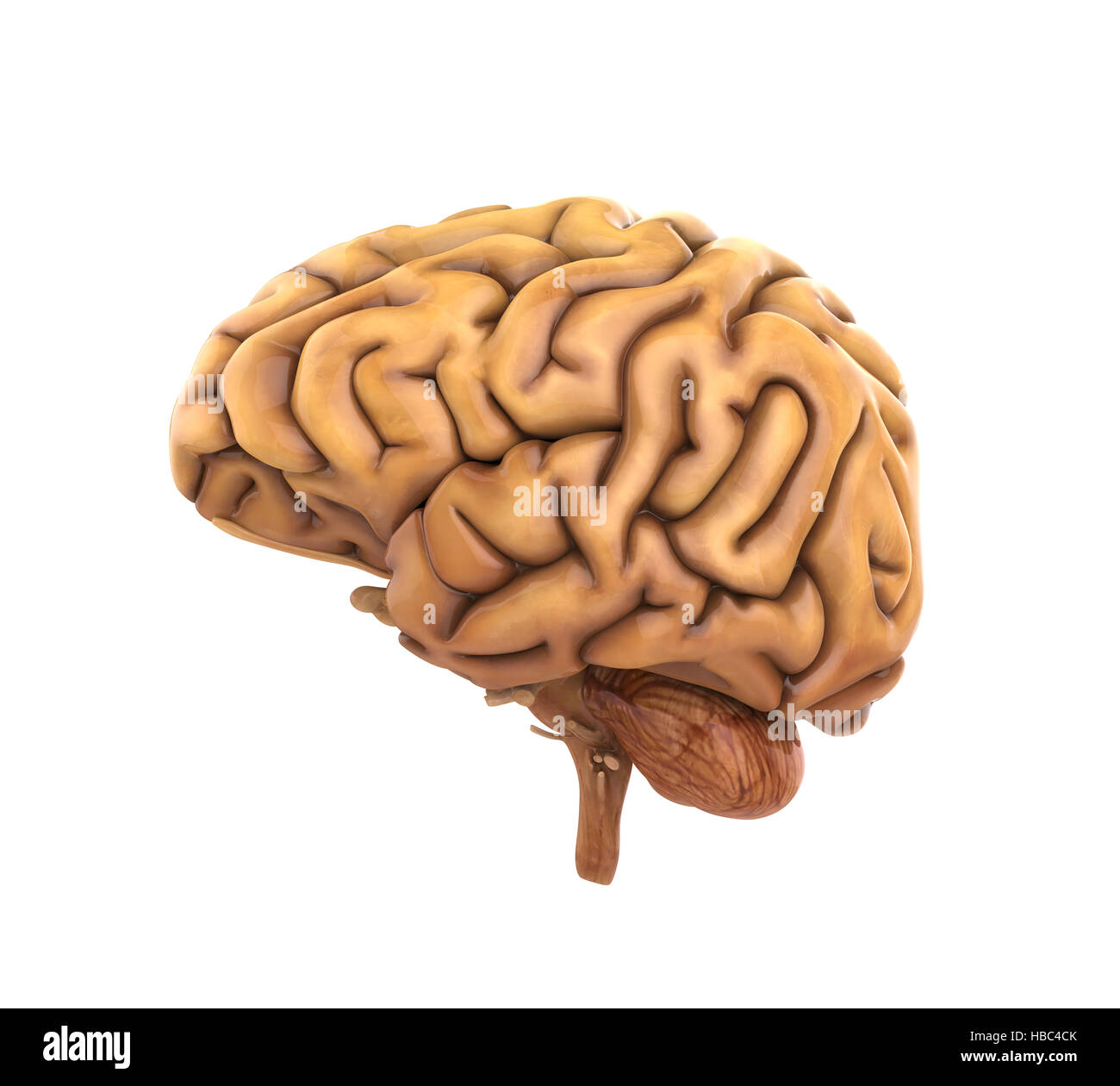 Anatomie des menschlichen Gehirns Stockfoto