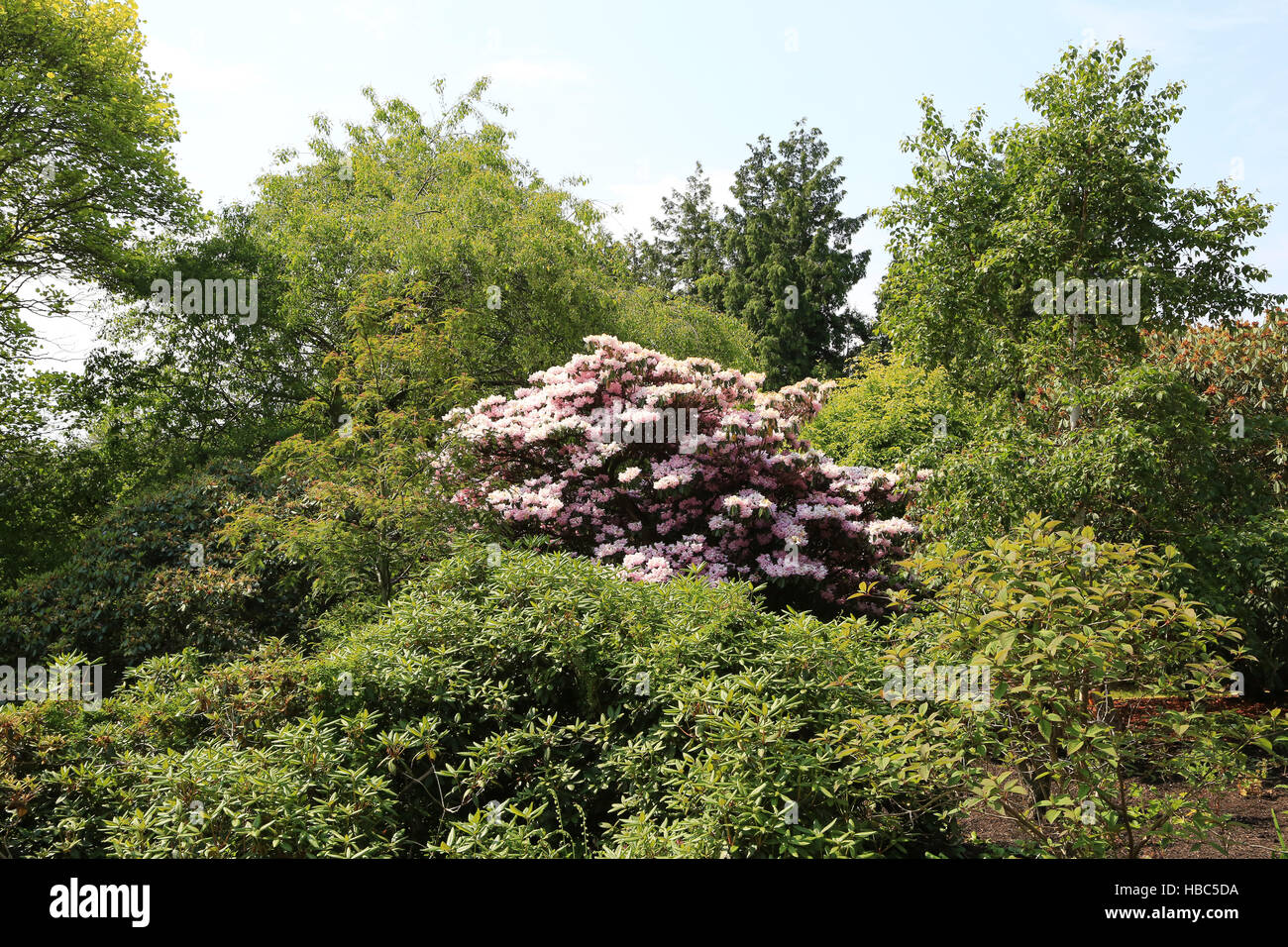 Royal Botanic Garden Edinburgh detail Stockfoto