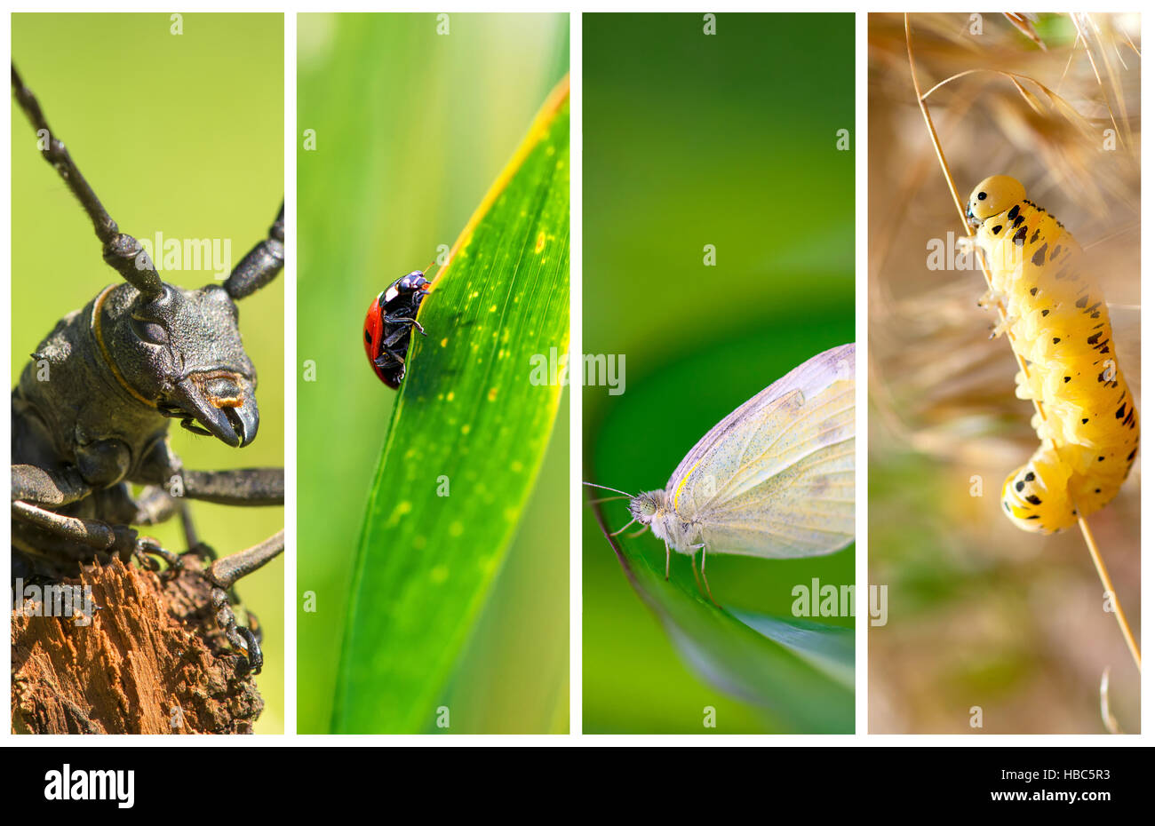 Collage aus Fotos mit verschiedenen Arten von Insekten Stockfoto