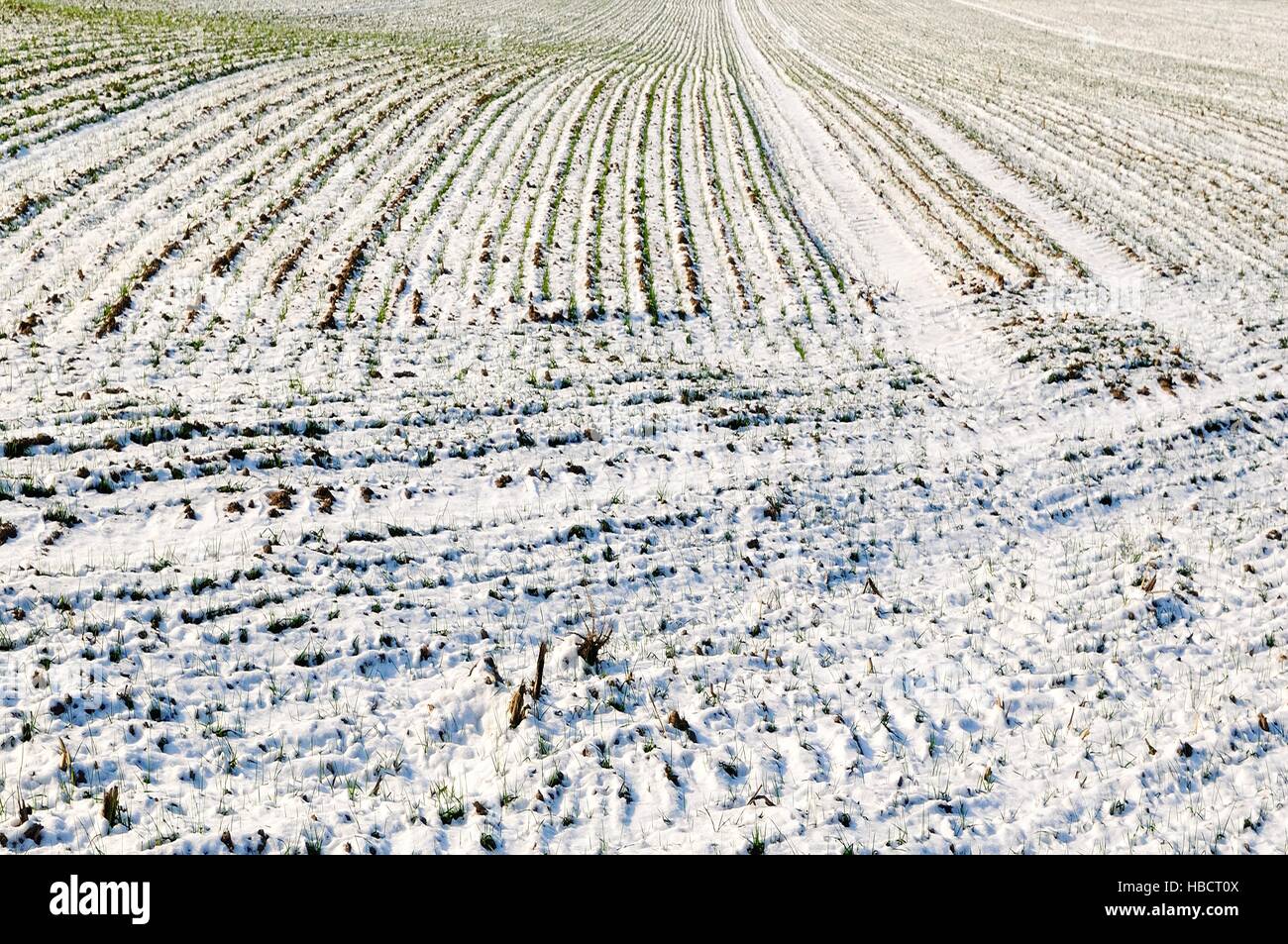 im Winter unter Schneefeld mit Getreide Stockfoto