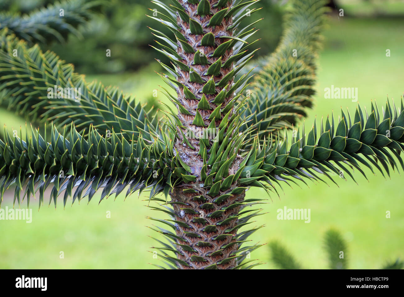 Affe Schweif Baum, Araucaria araucana Stockfoto