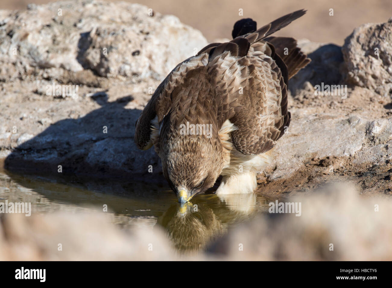 Zwergadler (Hieraaetus Pennatus) trinken, Kgalagadi Transfrontier Park, Northern Cape, Südafrika Stockfoto