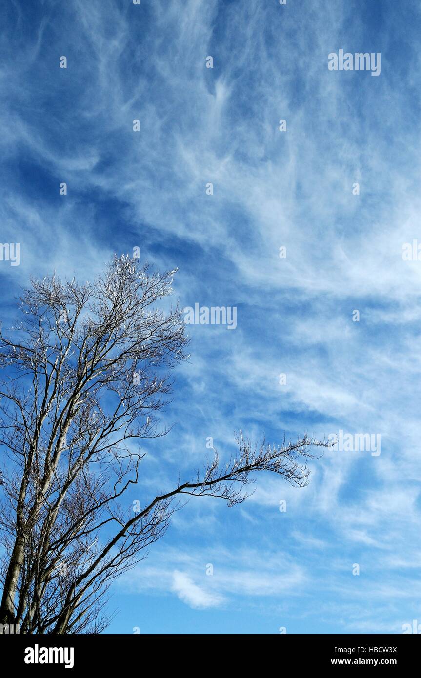 die Weite des Himmels über einen Baum Stockfoto