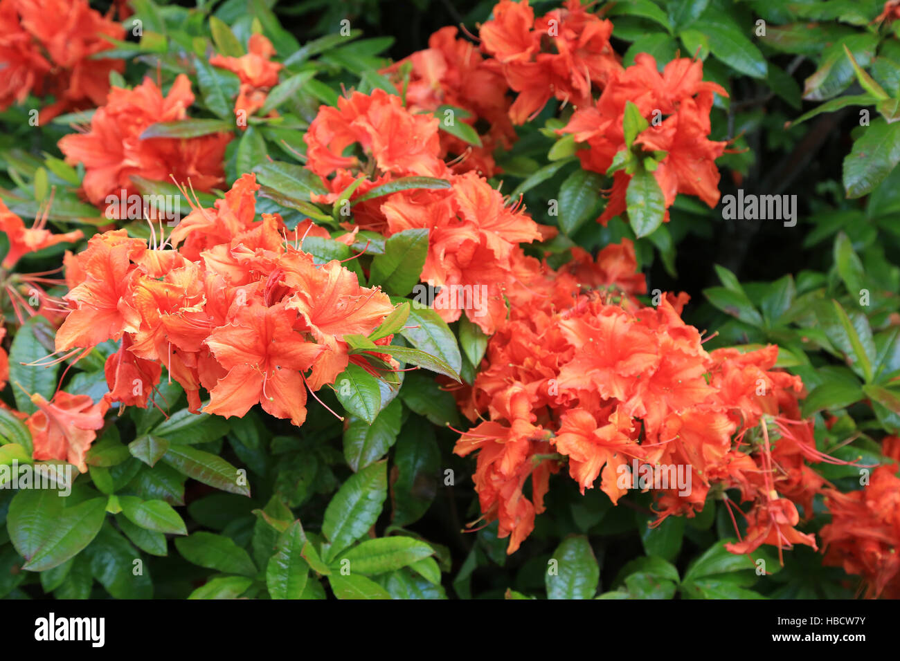 Rhododendron-Schnickschnack Stockfoto