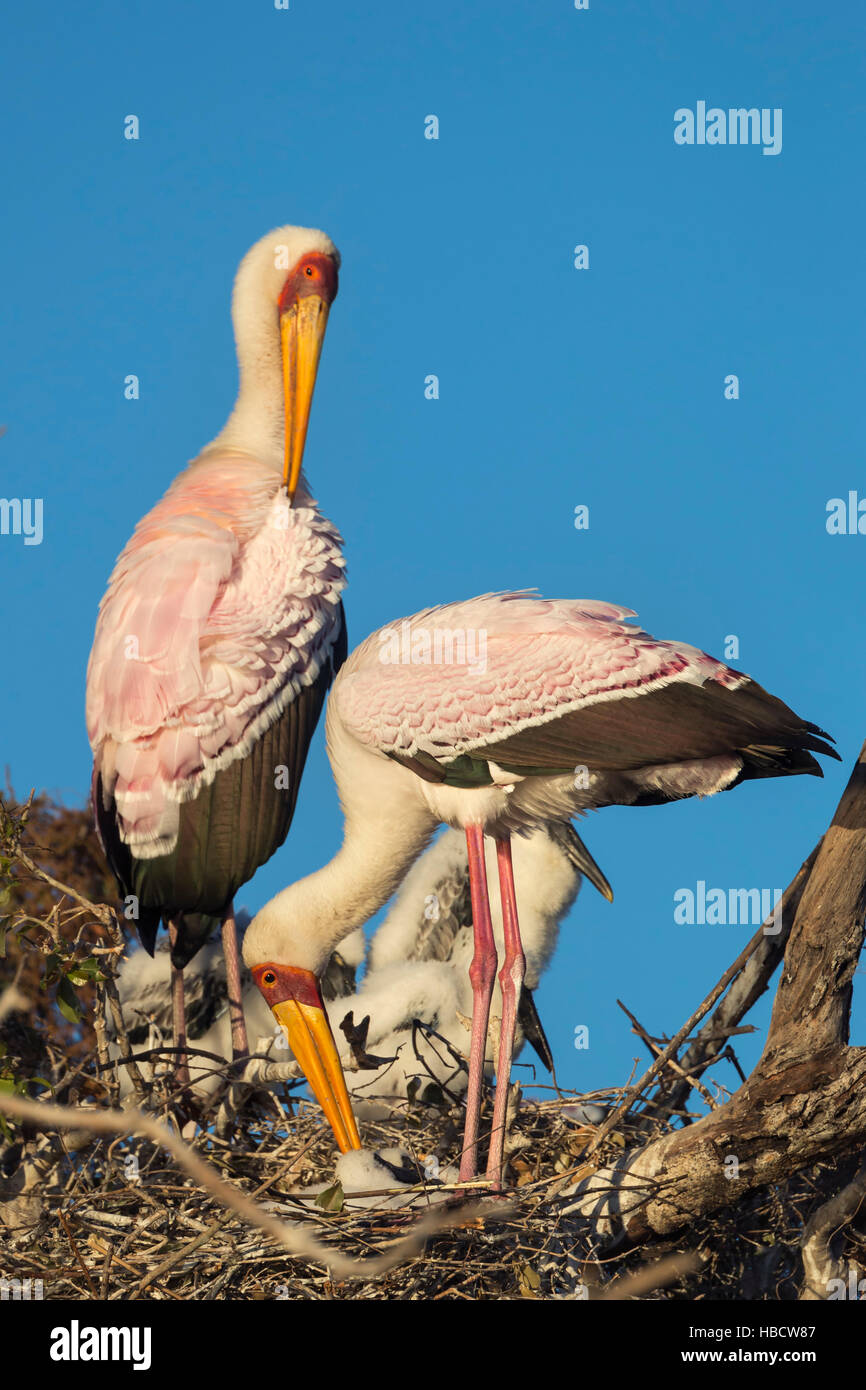 Gelb-billed Storch (Mycteria Ibis) auf Nest, Chobe River, Botswana Stockfoto