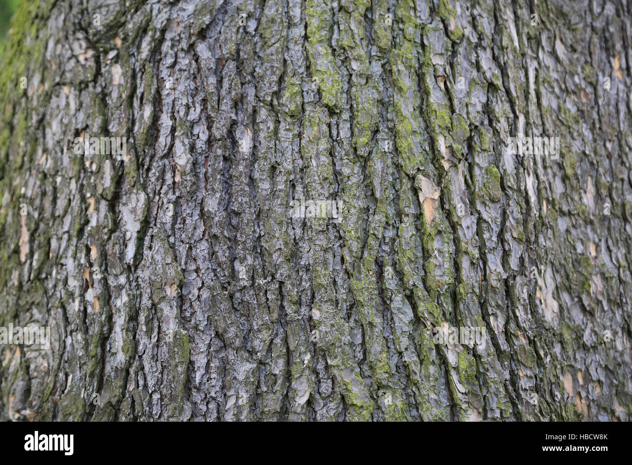 Dedar Rind Deodar tree park -Fotos und -Bildmaterial in hoher Auflösung – Alamy