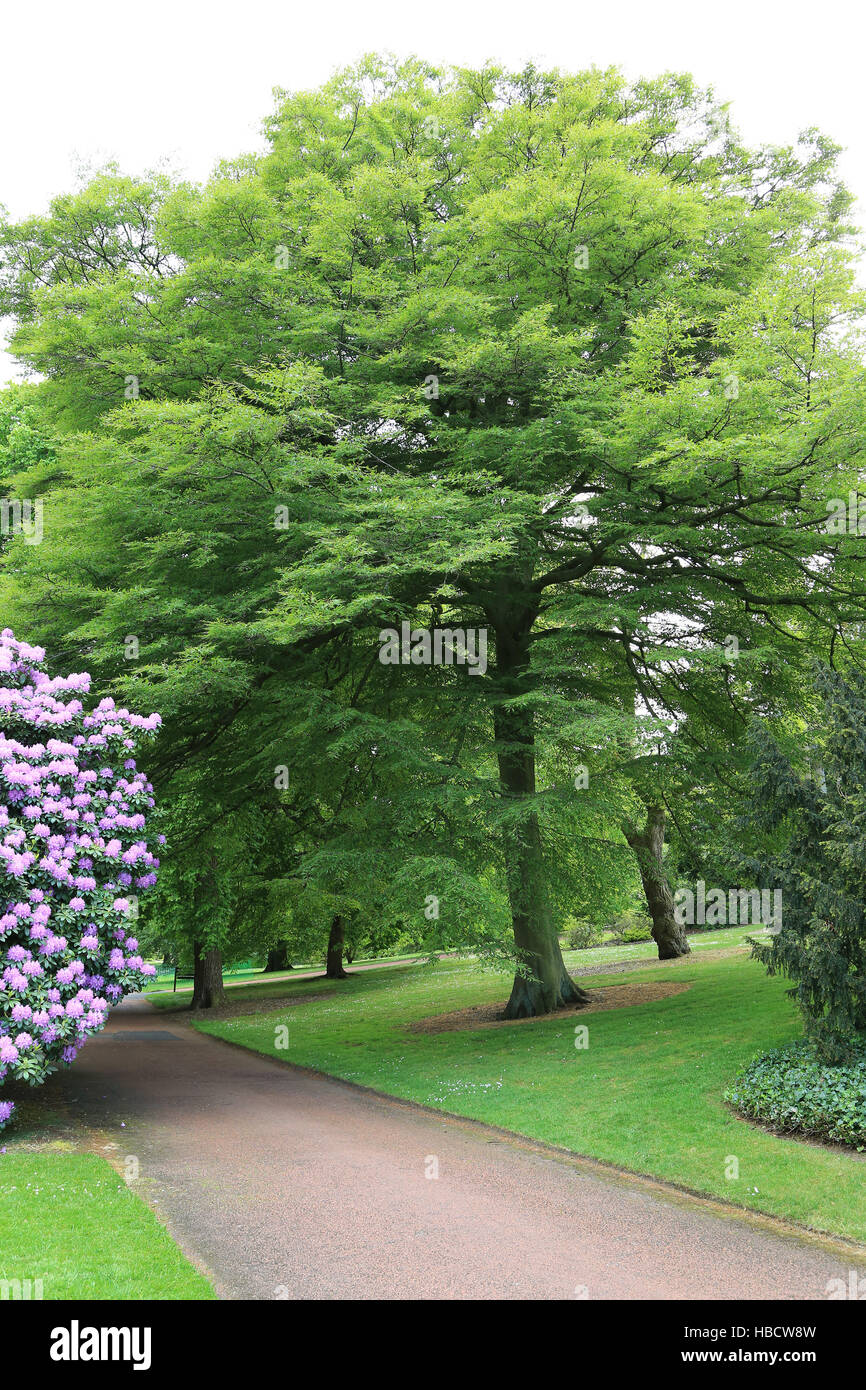 Buche, Fagus Sylvaticus asplenifolia Stockfoto