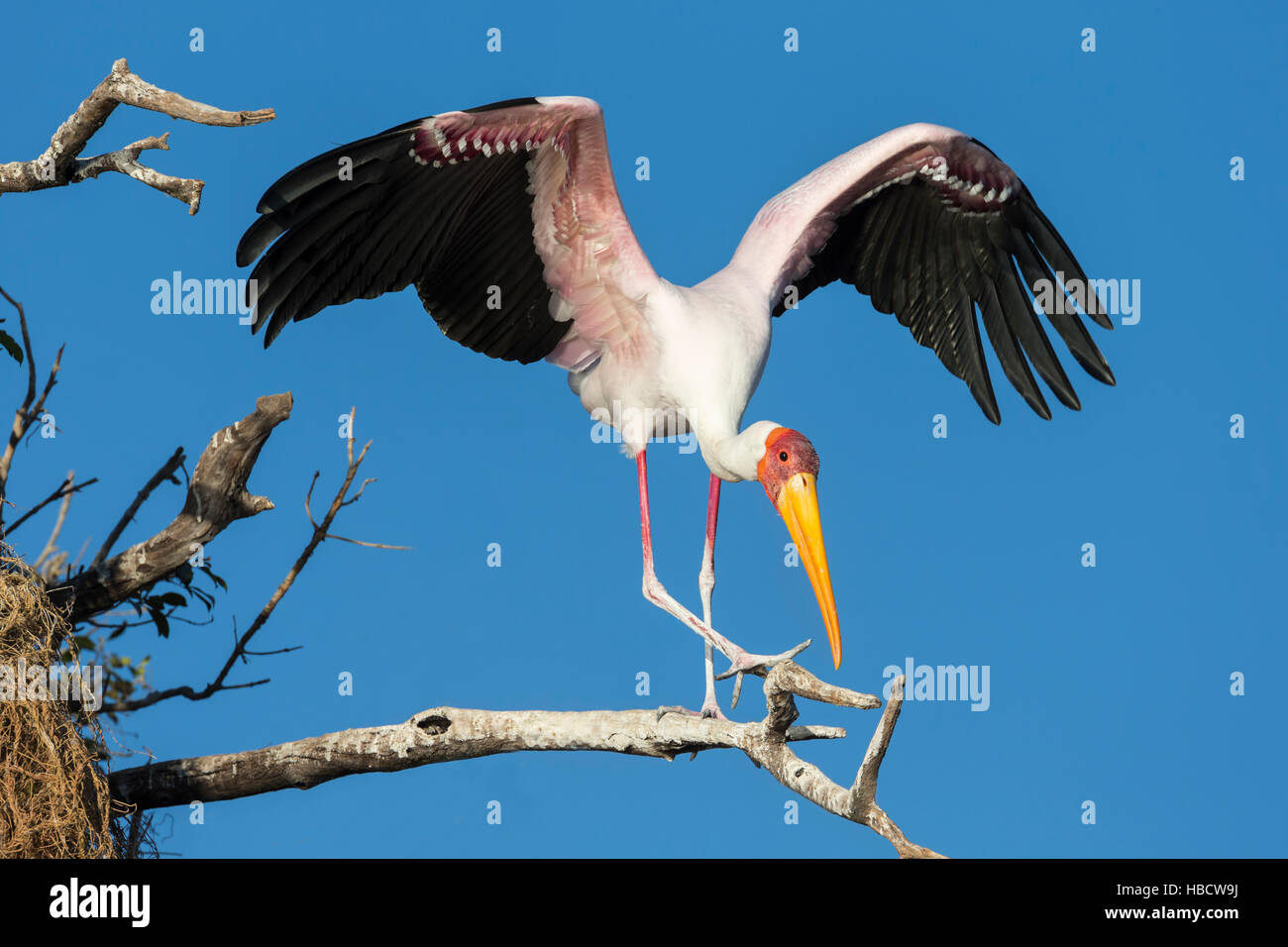 Gelb-billed Storch (Mycteria Ibis), Chobe River, Botswana Stockfoto