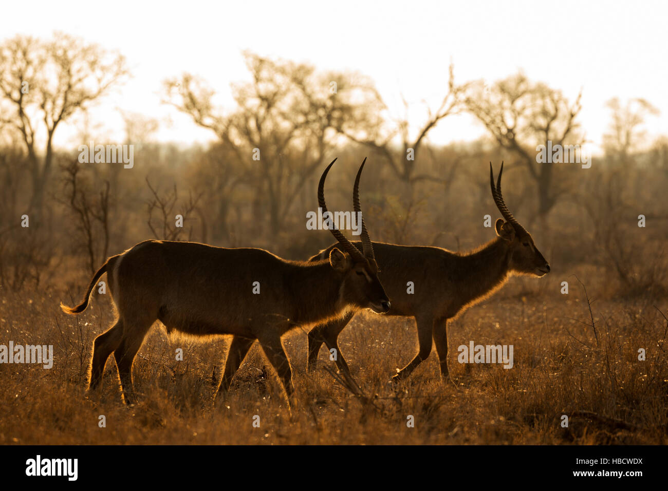 Wasserbock (Kobus Ellipsiprymnus), Krüger Nationalpark, Südafrika Stockfoto