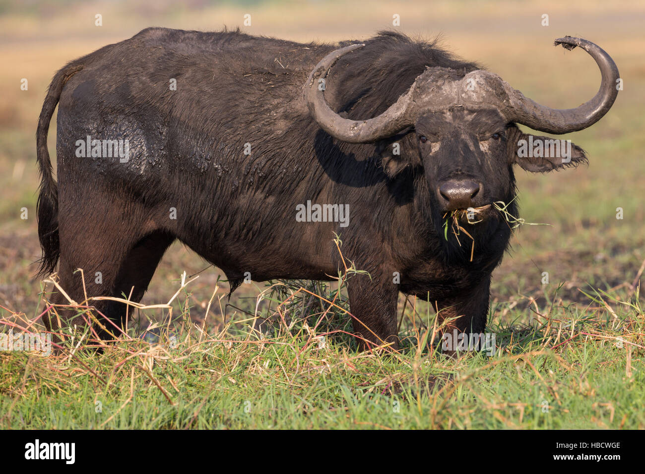 Kaffernbüffel (Syncerus Caffer), Chobe River, Botswana Stockfoto