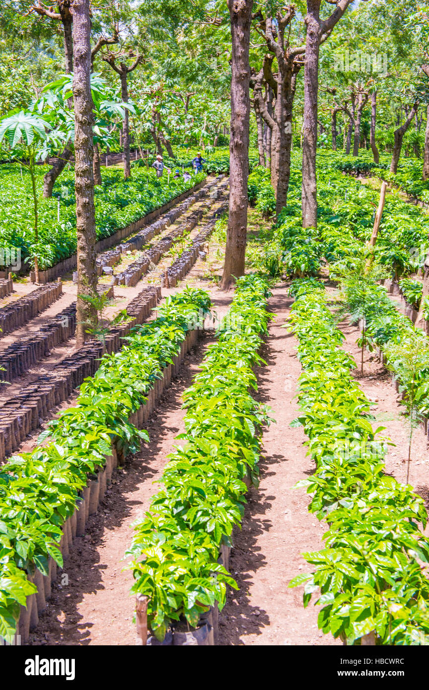Kaffeeplantage in Antigua Guatemala. Kaffee ist ein wichtiges Element