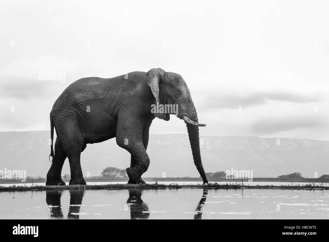 Afrikanischer Elefant (Loxodonta Africana), Zimanga private Game reserve, KwaZulu-Natal, Südafrika Stockfoto