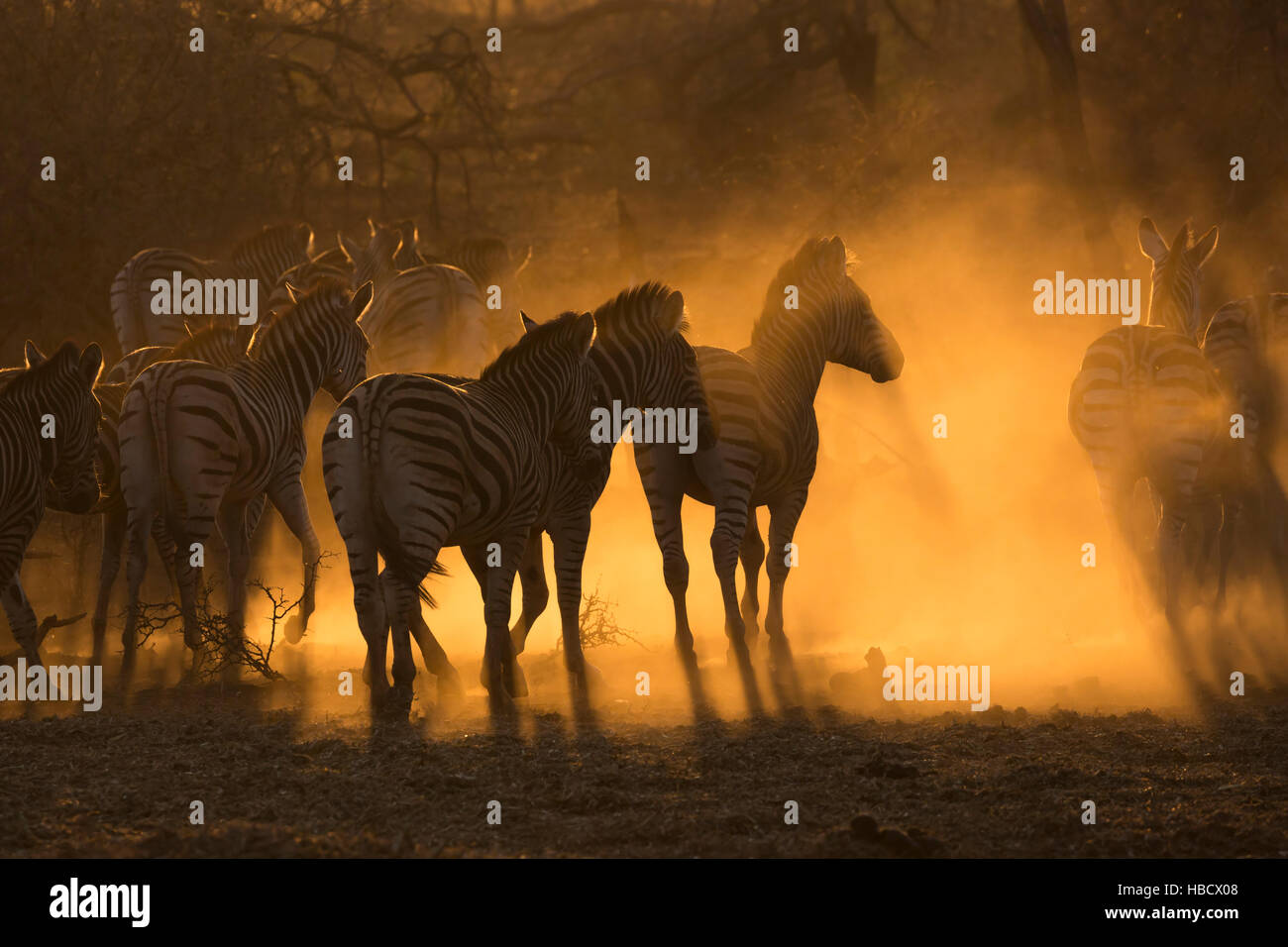 Ebenen Zebra (Equus Quagga), Zimanga private Game reserve, KwaZulu-Natal, Südafrika Stockfoto