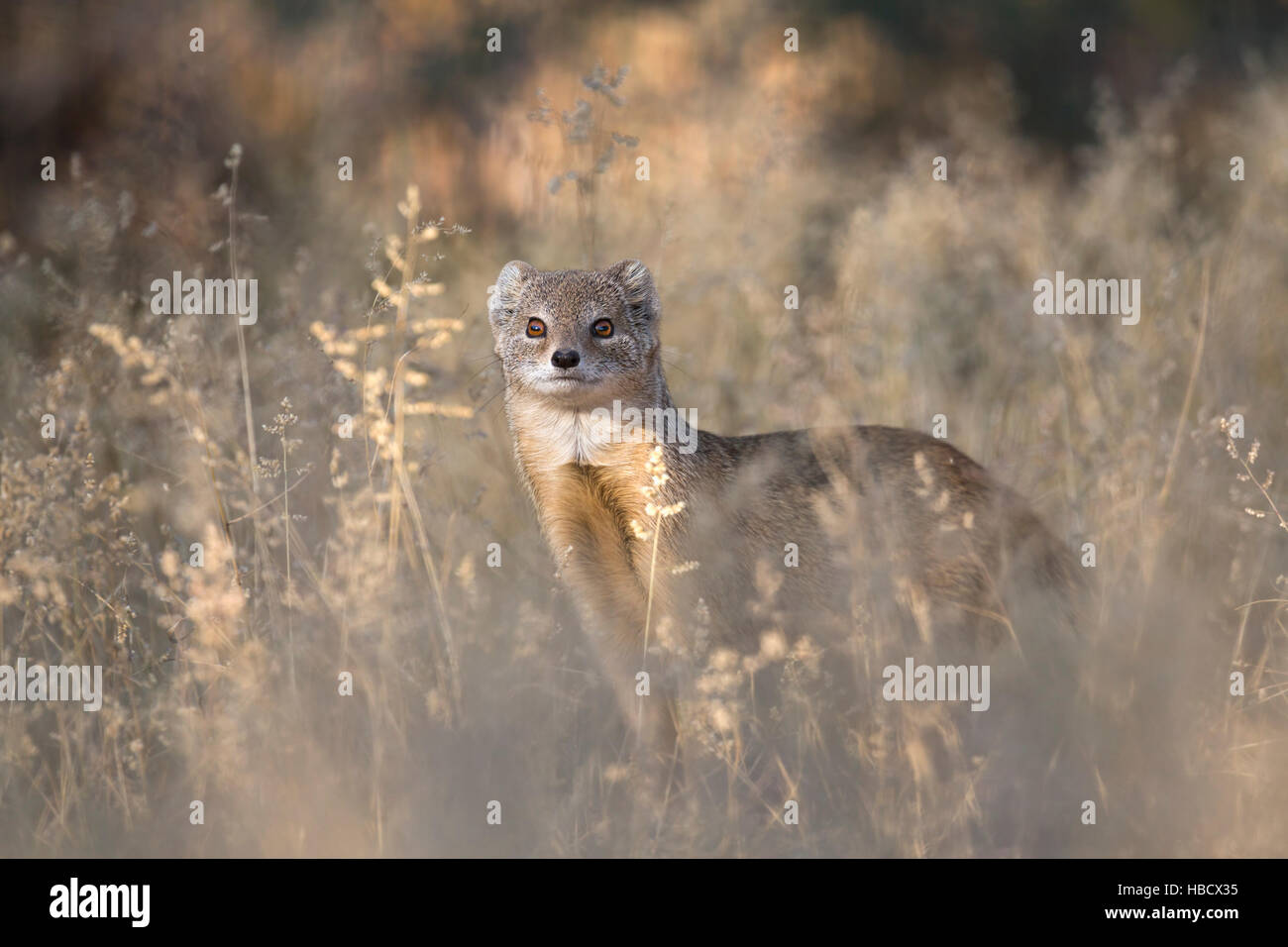 Gelbe Mungo (Cynictis Penicillata), Kgalagadi Transfrontier Park, Südafrika, Stockfoto