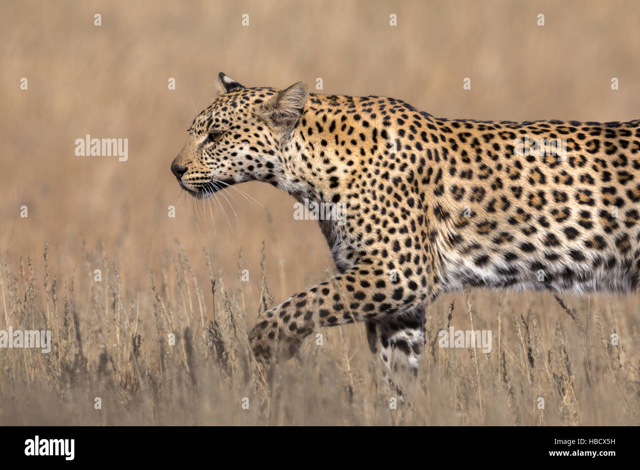 Leopard weibliche (Panthera Pardus), Kgalagadi Transfrontier Park, Südafrika Stockfoto