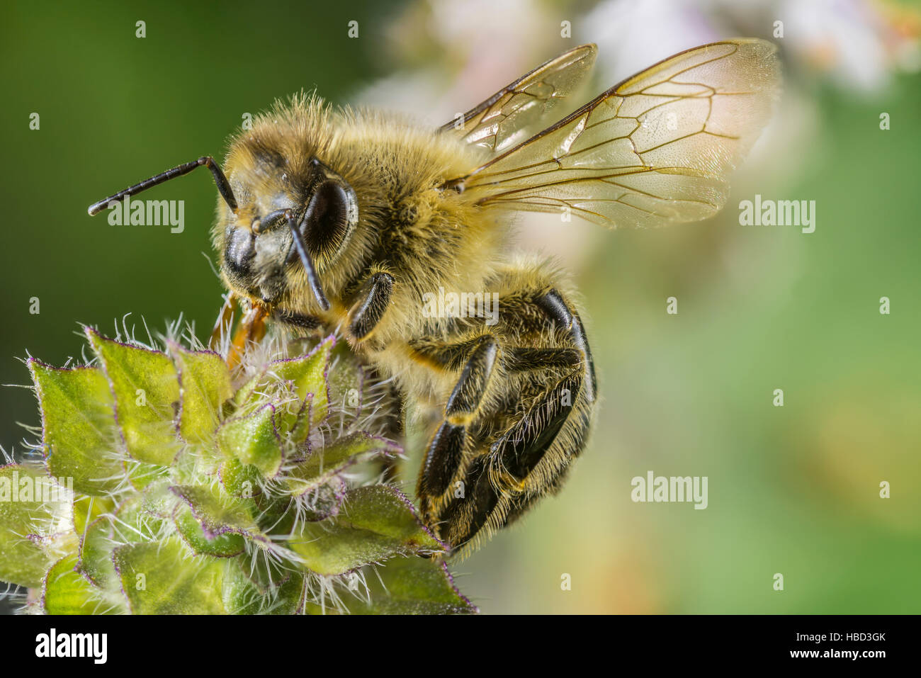 Nahaufnahme einer Biene auf einer Blüte sitzen Stockfoto