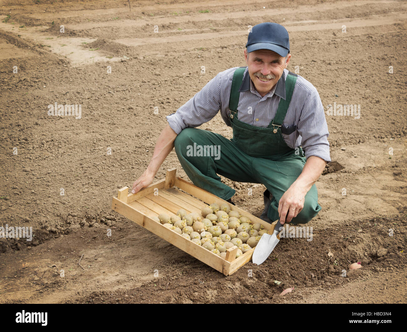 Glücklich Bauern Kartoffeln Pflanzen Stockfoto