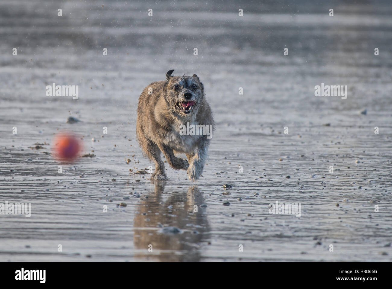 Ein kleiner Hund jagt einen Ball auf Hund freundlich Fistral Beach in Newquay, Cornwall. Stockfoto