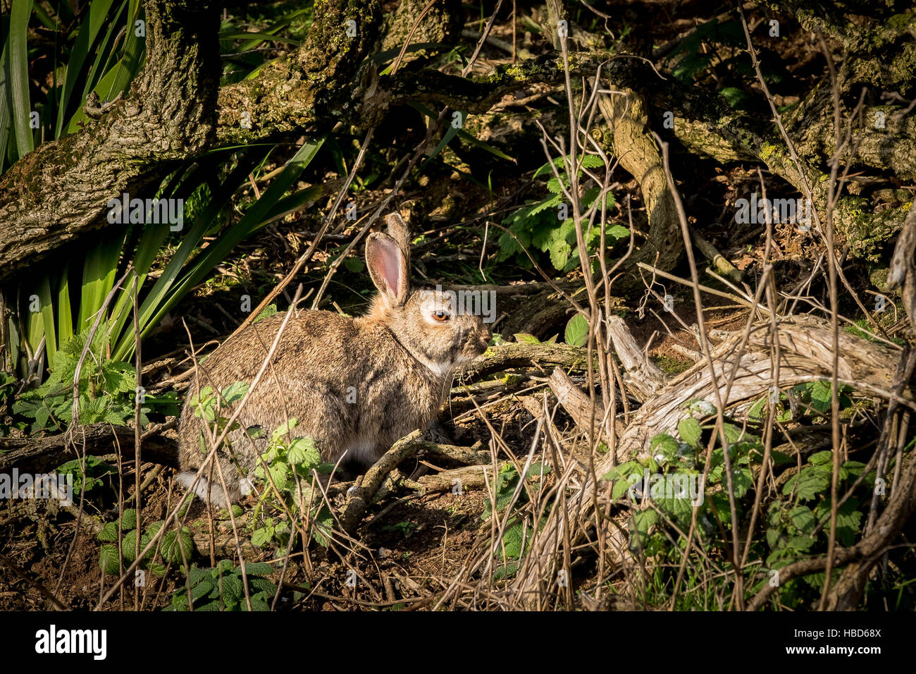 Ein wilden Kaninchen Vegetation.  Orytolagus Cuniculus. Stockfoto