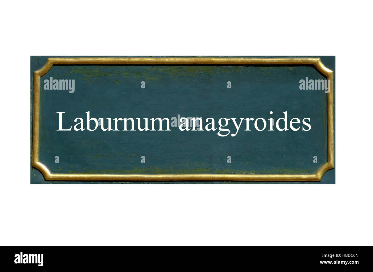 Schild, Laburnum anagyroides Stockfoto