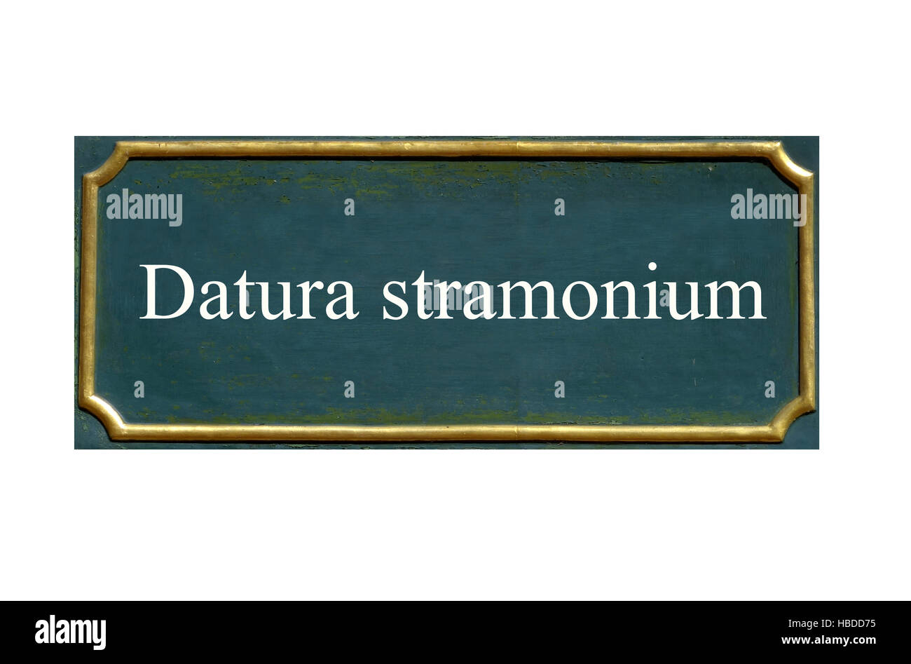 Schild Datura stramonium Stockfoto