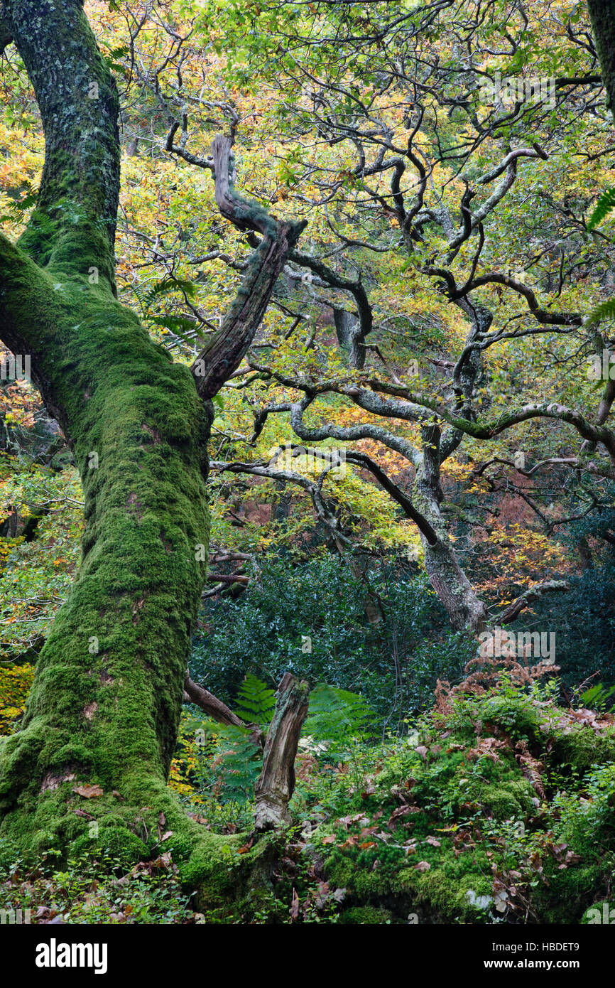 Herbstfarben in Devonshire Wald, UK Stockfoto
