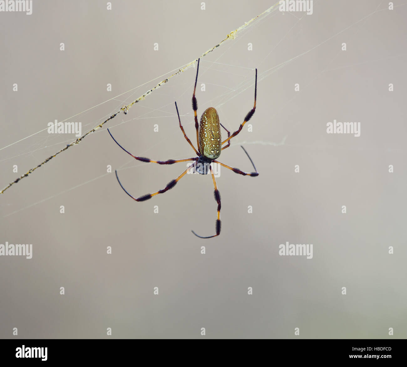 Golden Silk Orb-Weaver Spider Stockfoto